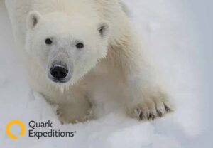 Quark Expeditions - Polar Bear