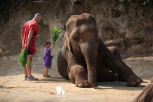Wanna Tours Thailand - Elephant Owner For A Day - Chiangmai