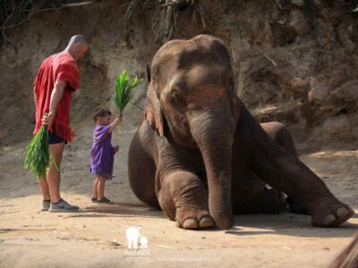 Wanna Tours Thailand - Elephant Owner For A Day - Chiangmai