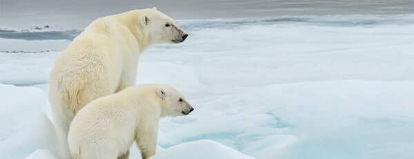 Seabourn Ultra-Luxury Cruises - ARCTIC EXPEDITIONS