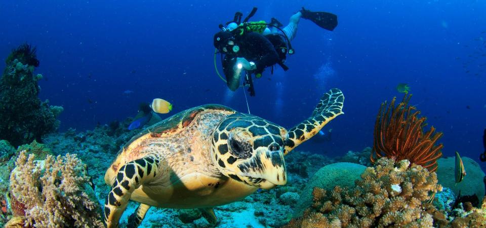 Aurora Expeditions - Idyllic Raja Ampat & Cenderawasih Bay