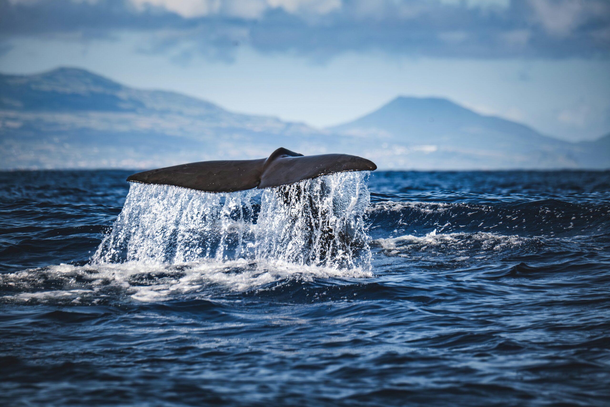 Expedition Cruise Ship Photo by francesco ungaro via Unsplash+.